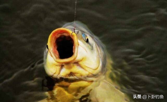 野钓打窝用老坛玉米好还是用酒米,酒米和老坛玉米一起打窝可以吗