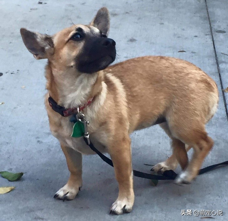 串串狗到底是什么品种的狗狗,什么品种的串串狗最可爱