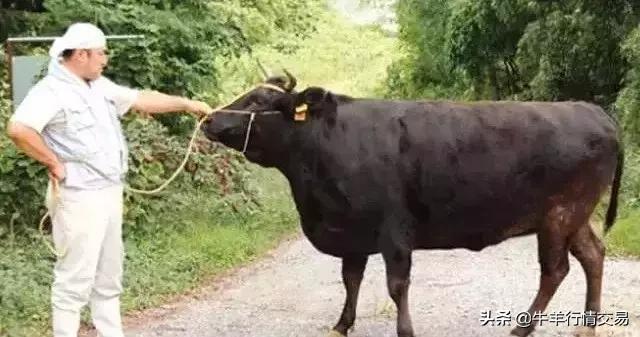 牛常见品种有哪些,牛的品种介绍及图片