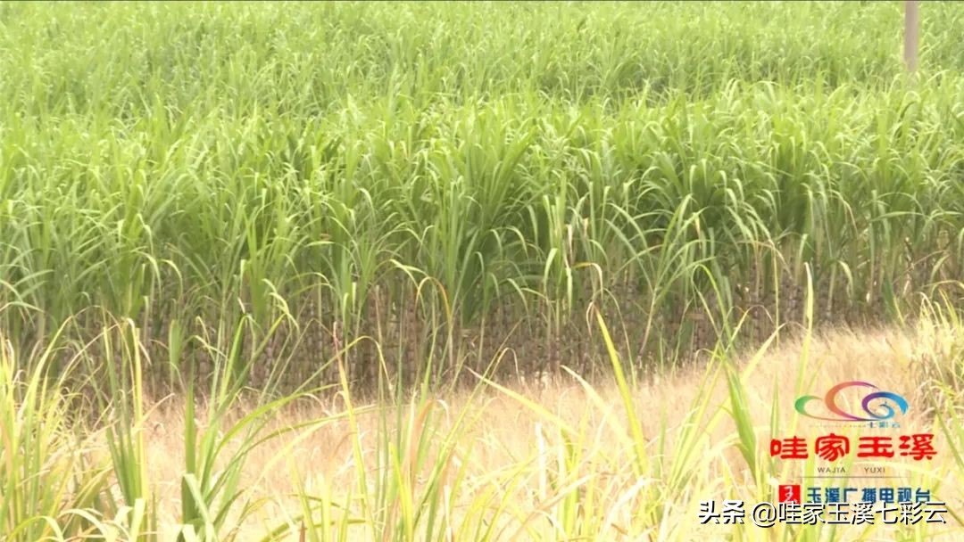 云南纯甘蔗手工熬制古法红糖,云南红糖正宗古法酿造