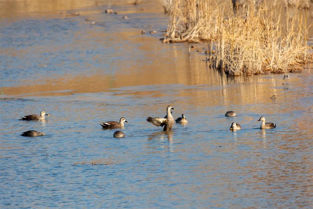 涂上黄色的“润唇膏”,TA就是野鸭中最靓的仔