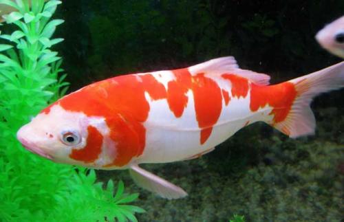 锦鲤的基本鉴赏方法,锦鲤鱼的鉴赏与品种