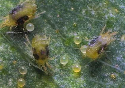 大樱桃如何防治果蝇虫害,樱桃园果蝇怎么防治