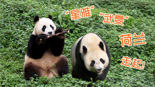 荷兰冷知识完整版,荷兰的30个冷知识您知道吗