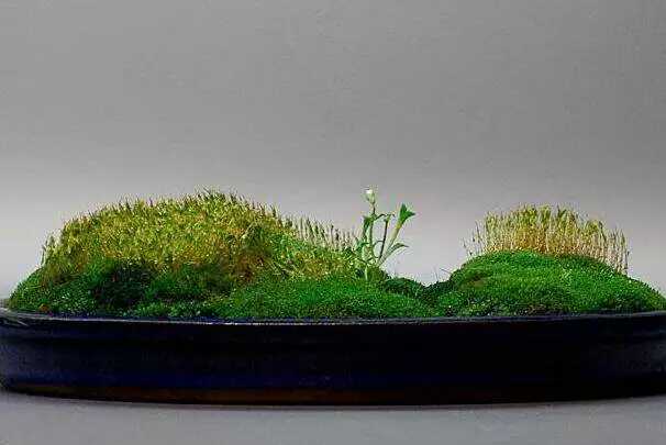 听说“苔藓盆景”的人很少，但它造型多样，观赏性极强！