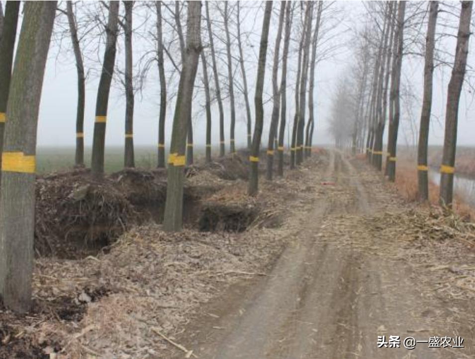 草履蚧有什么作用,草履蚧怎么防治彻底