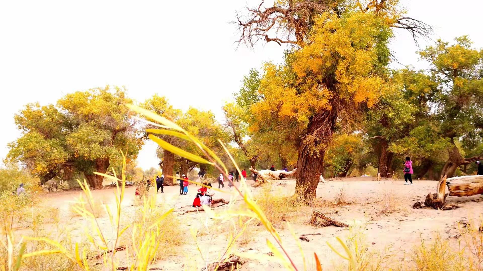 林子大了有许多鸟,林子大了有什么鸟