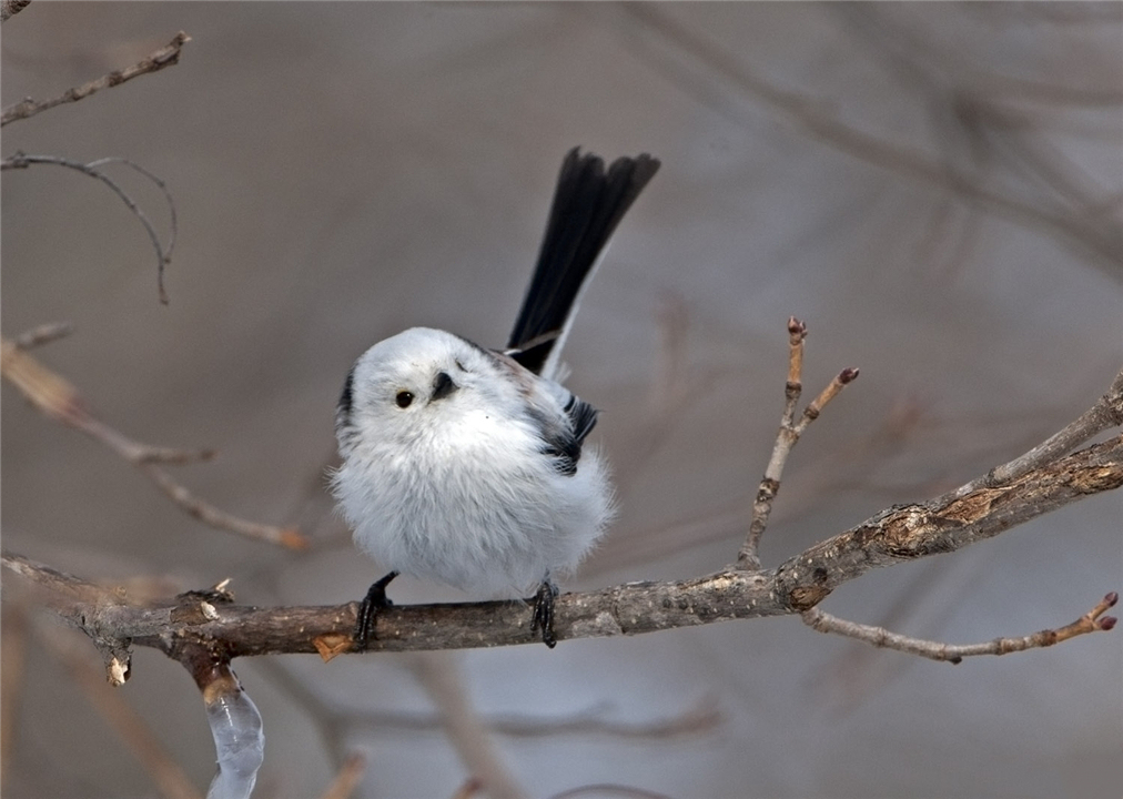 因为太萌差点成为“国鸟”的小肥啾：美丽在可爱面前一无是处