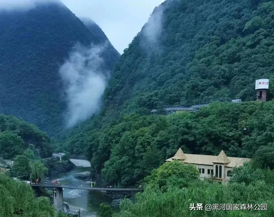 黑河记事——摇钱树的前世今生