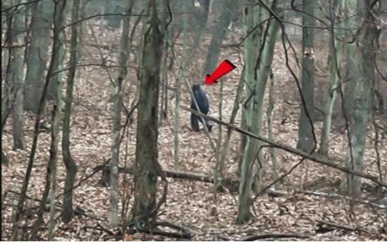 1967年美国探险家拍到大脚怪,美国猎人发现大脚怪