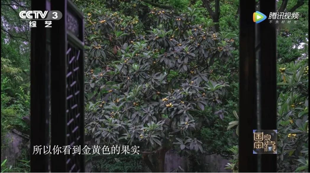 这株四百多年的紫藤，背后是整个江南园林