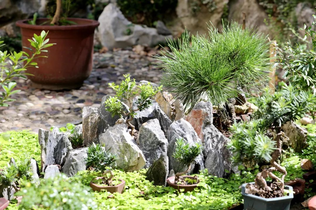 羡慕!快来看看江阴申港街道这些“美丽”榜样