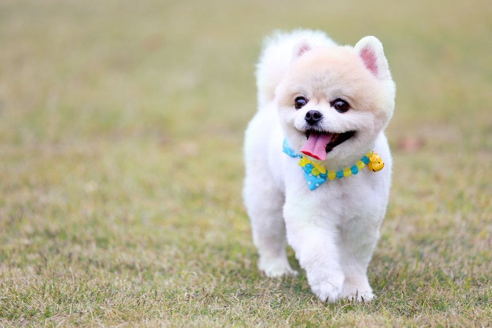 狗狗常出现的问题,狗狗常有的问题