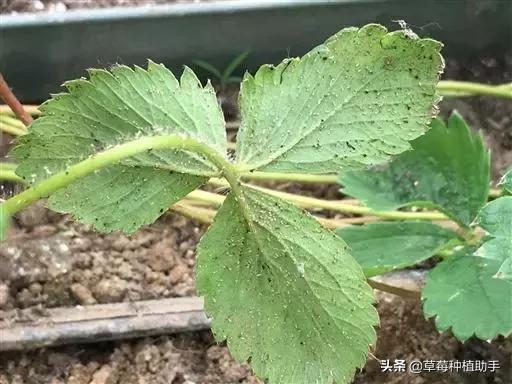 草莓育苗灌根主要预防哪些病害,草莓病毒病危害预防和治疗