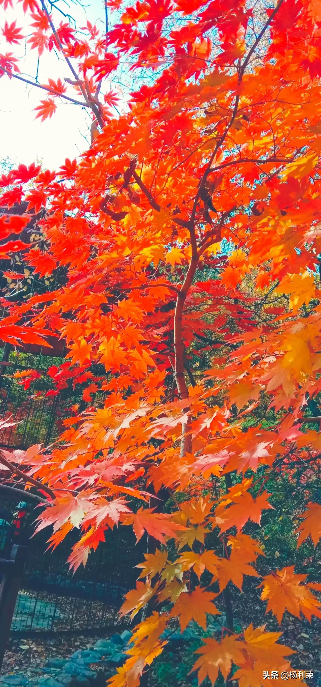 春风杨柳沐轻烟七律,七律杨柳风的诗句