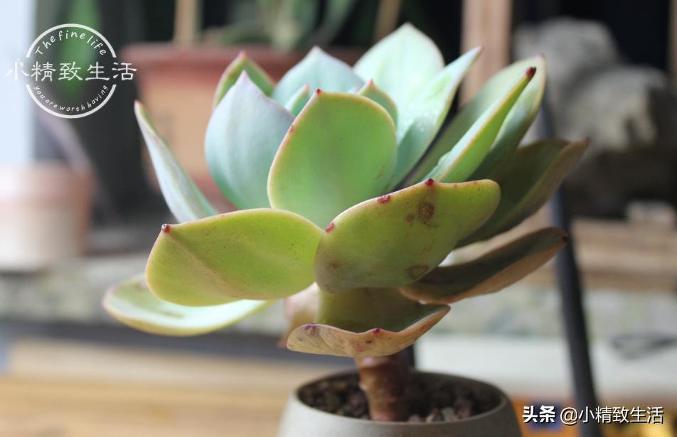 多肉歪长什么原因,多肉长歪