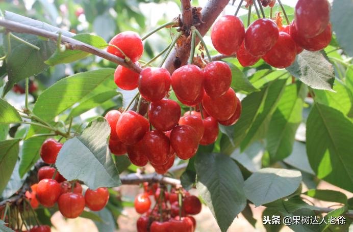 樱桃好吃树难栽，已经过时了，关键是要掌握好这些标准管理技术