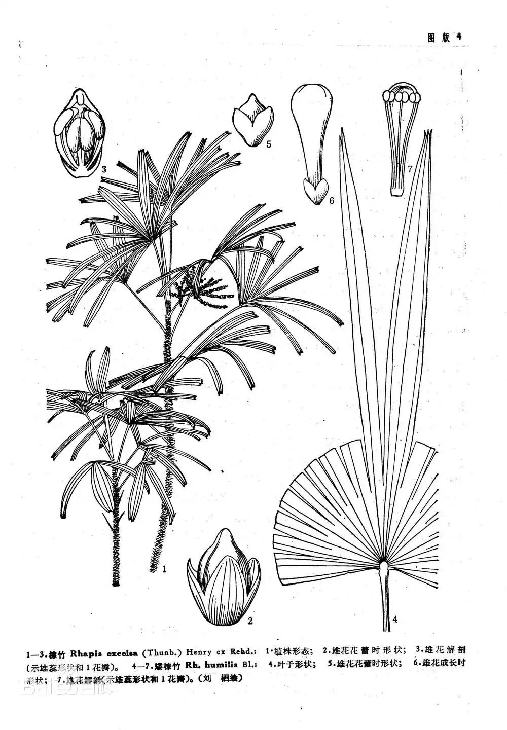 棕竹的养法大全,棕竹如何让它快速长新芽