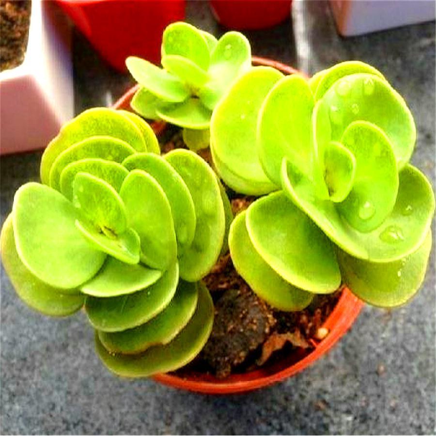 金钱木怎么养才能让它枝繁叶茂,金钱木叶片有蓝色的点点