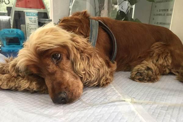 狗狗突然反常在家里大小便,狗狗哪些奇怪行为