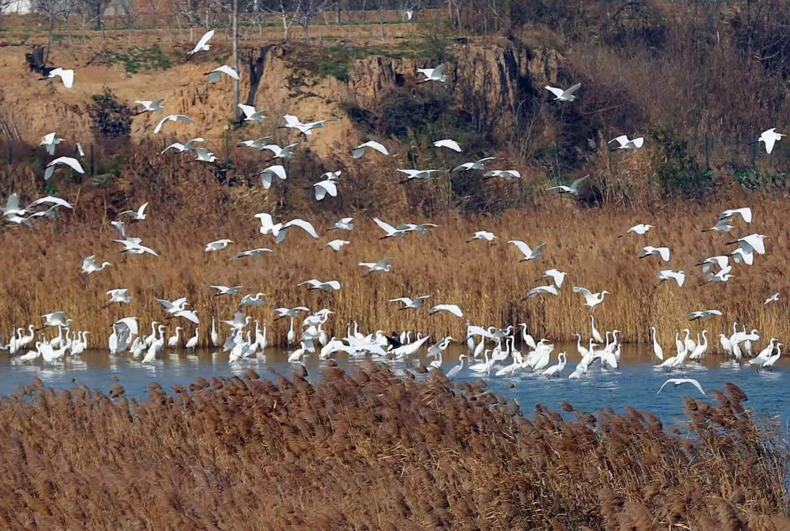 冬天来合阳，赏万顷芦荡，候鸟齐飞（组图）