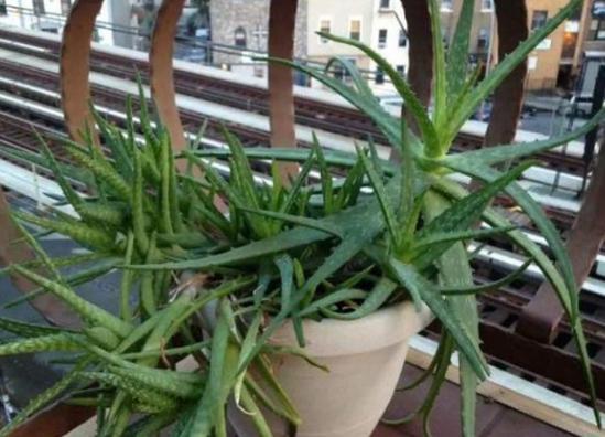 猪骨头熬汤能浇花吗,熬酥的猪骨能当肥料吗