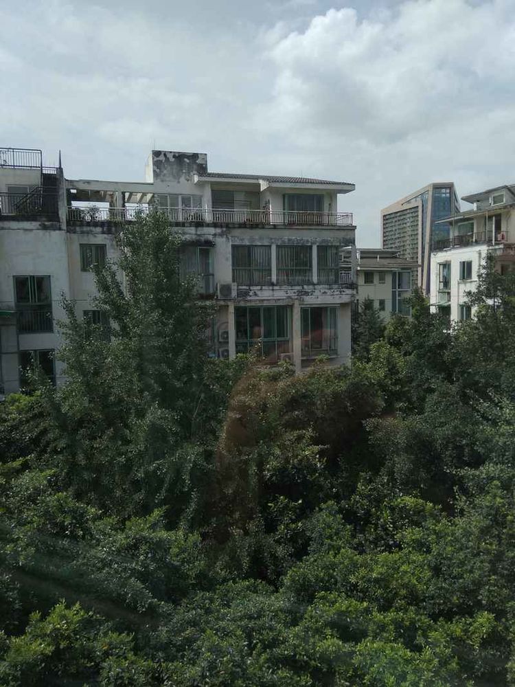 成都网友投诉怡丰新城小区榕树成灾危及行人，高新管委会回应