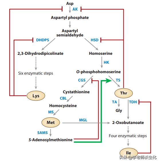 猪必需氨基酸和非必需氨基酸,人体必需氨基酸非必需氨基酸