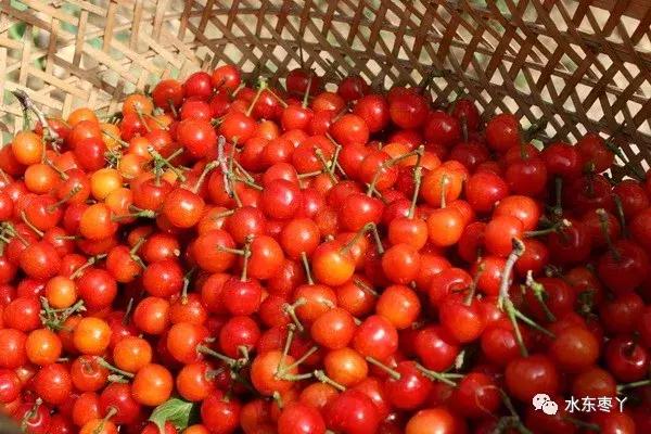 宣城本地现在还有樱桃采摘吗,宣城水东樱桃采摘