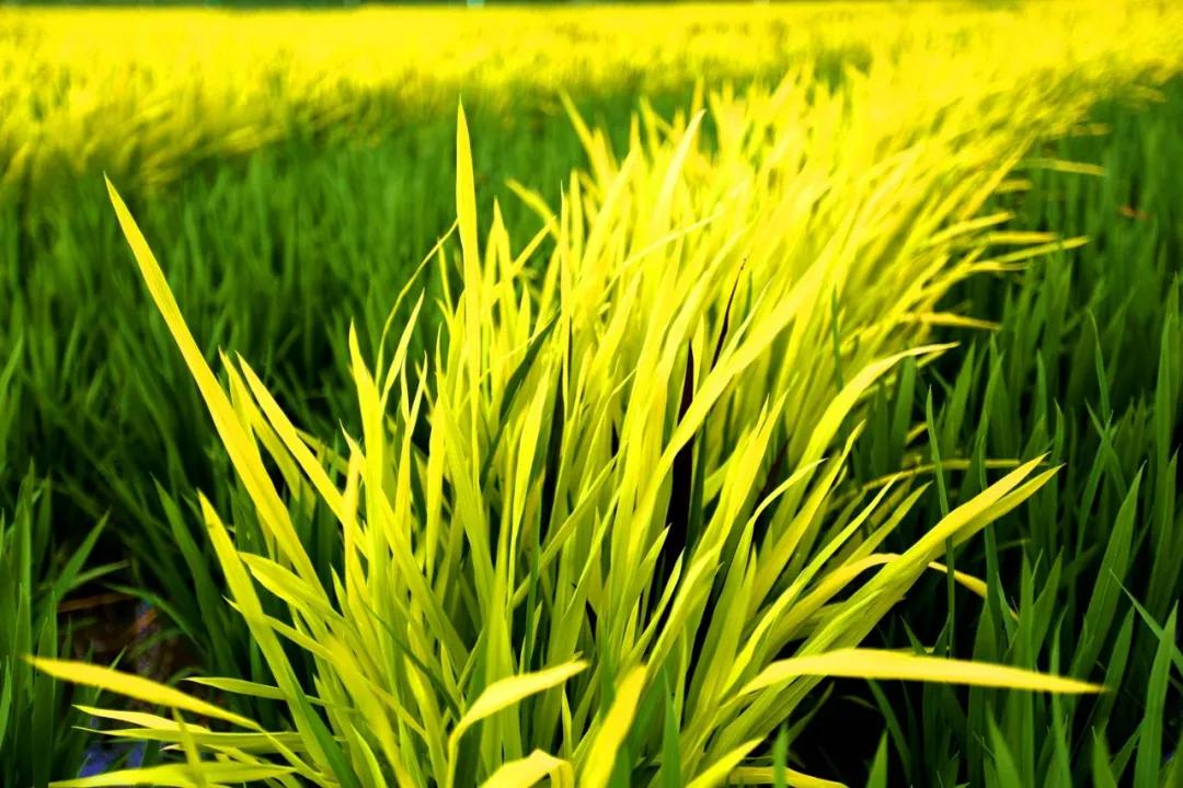 津门网金熙男:最美的稻田