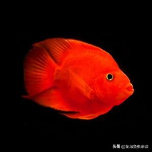 血鹦鹉的饲料能喂给银龙鱼吃吗,血鹦鹉每天喂增红饲料都没事吧