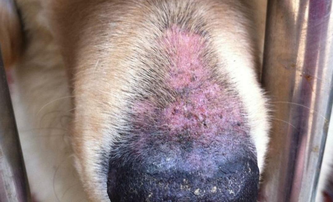 狗狗螨虫感染吃止痒药有办法吗,狗狗感染真菌和螨虫