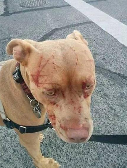 长期被虐待狗狗表情,被虐待的狗狗还能继续养不