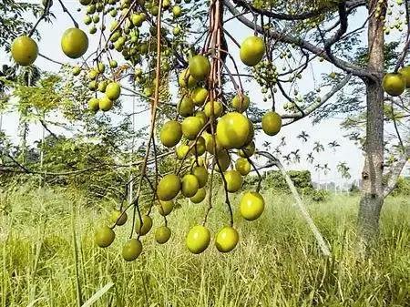 治癣药方苦楝树,每天认识一味中草药书籍