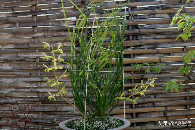 长寿梅蕙兰怎么种植,蕙兰老八种兰花哪一种最好