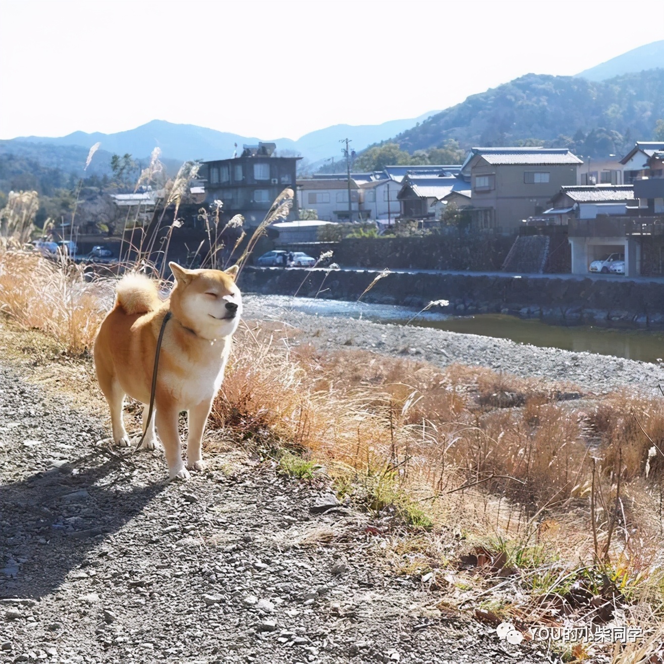 纯种柴犬有哪些特征,纯种柴犬和纯血统有什么区别