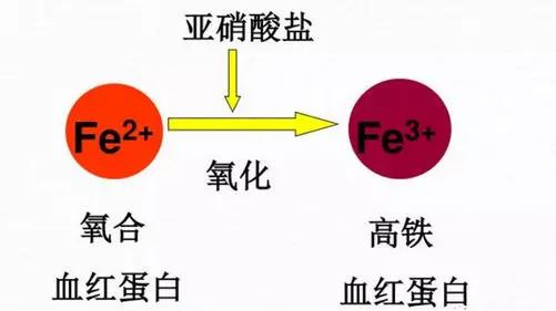 狗狗突发严重贫血,狗狗拉稀几天贫血