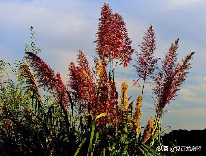 打卡青龙湖湿地公园,青龙湖湿地公园拍照技巧