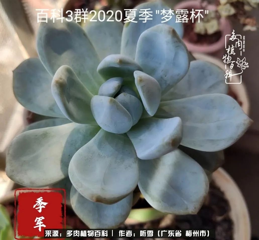 遇见多肉感恩生命中所有的相识,爱上多肉是个压力山大的事