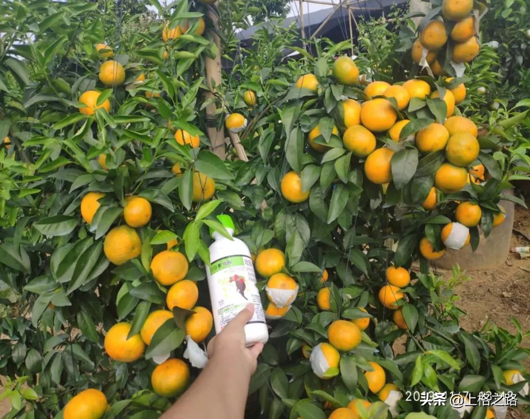 沃柑转色期可以用农药助剂么,沃柑转色期能喷钙吗