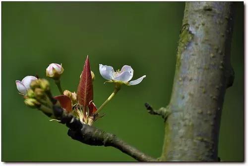 诗经简兮注音版朗诵,读诗经感悟人生