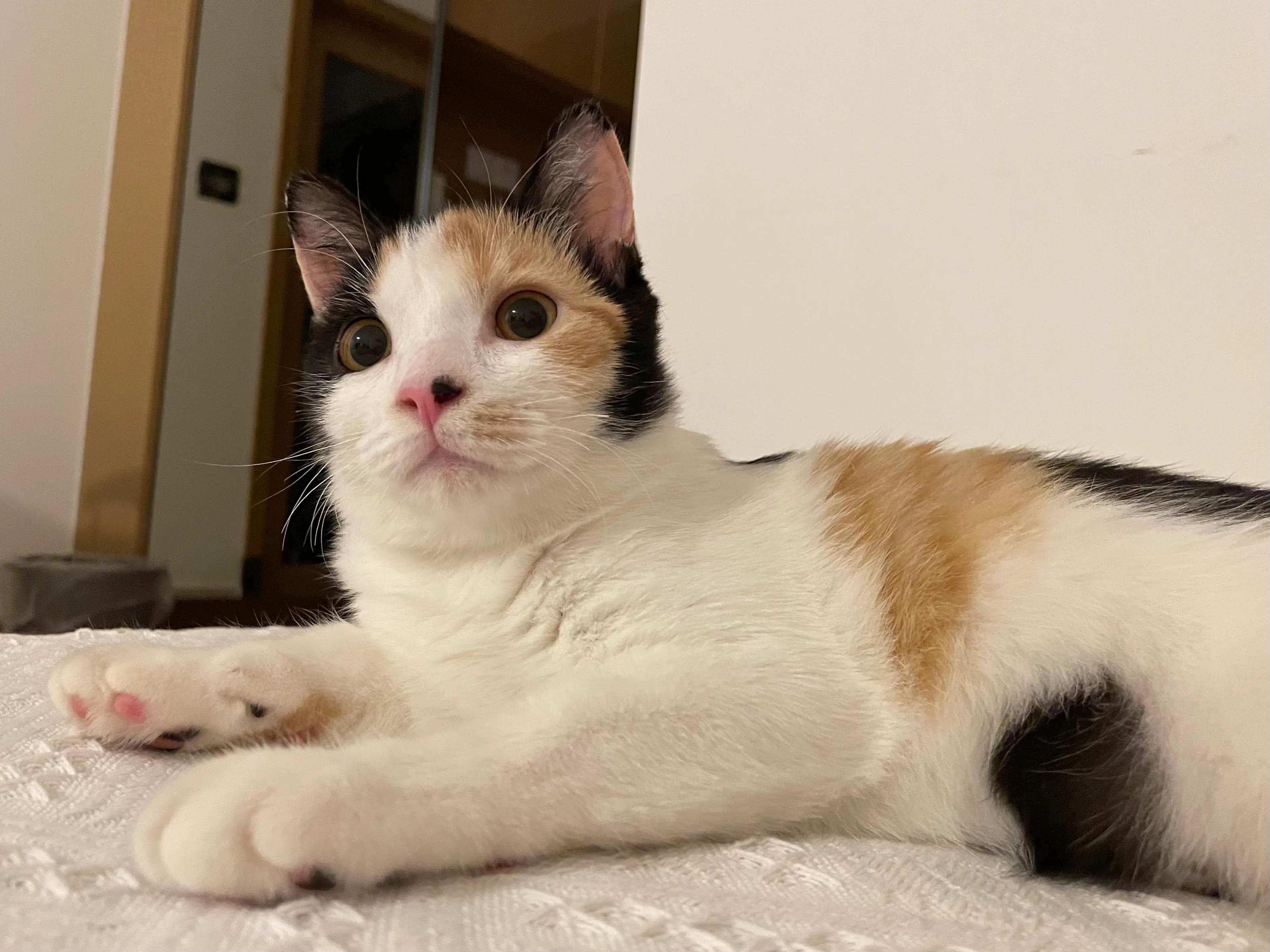 新手怎么选猫品类,新手如何选猫养猫