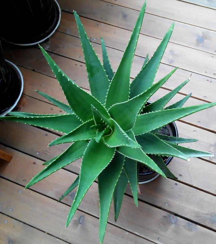 盆栽芦荟底部叶片干黄怎么办,养芦荟怎么规避黄叶落叶