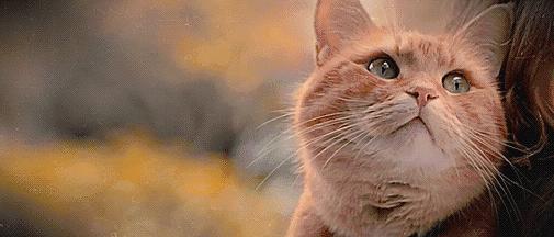 为什么说橘猫招财,橘猫干坏事