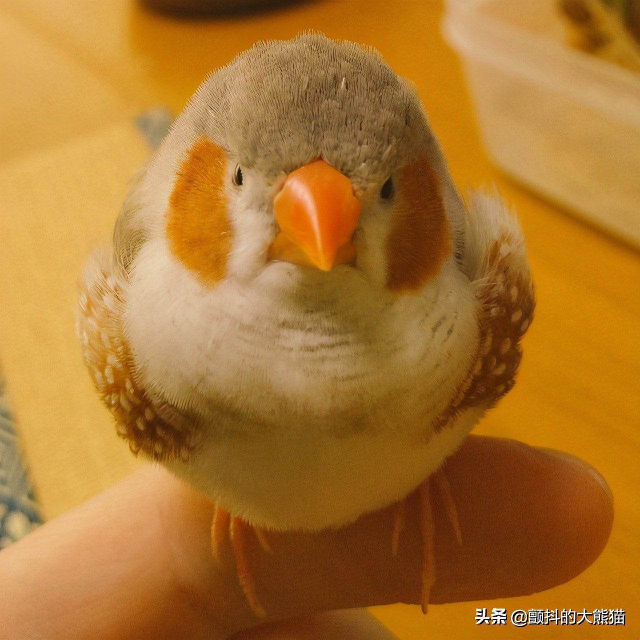 瓒呮不鎰堢殑灏忛笩,瓒呮不鎰堢殑灏忛笩瑙嗛