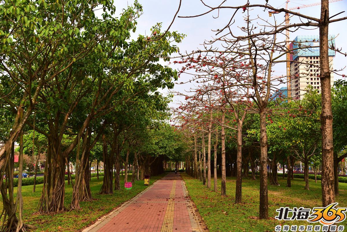 「多图」春天来了!北海街头的三角梅、黄花风铃开得好艳