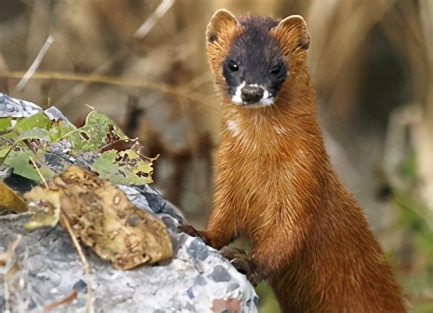 为什么老祖宗说黄鼠狼不能杀,老祖宗说黄鼠狼为什么不能杀