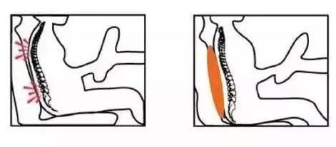 开车长途护腰,开车腰部护腰带