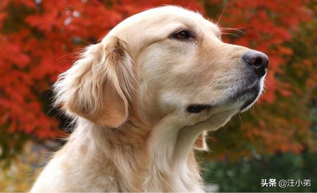 金毛犬腿疼的解决办法你知道吗,金毛犬最易患的病及治疗方法