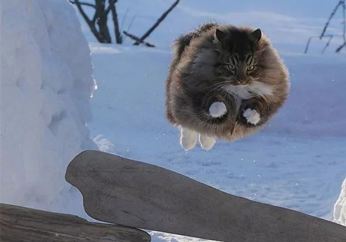 芬兰居民”云养“霸王猫，观其壮硕体型，网友感慨：这是熊吧？